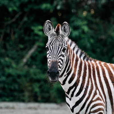 Steppezebra - De Zonnegloed - Dierenpark - Dieren opvangcentrum - Sanctuary